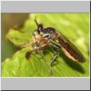 Dioctria rufipes - Raubfliege 03.jpg